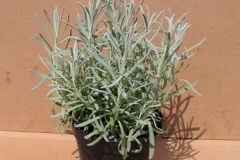 lavandula