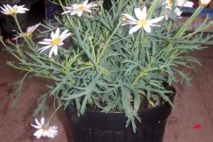 argyranthemum-bianco