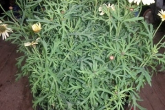 argyranthemum-giallo