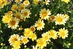 argyranthemum