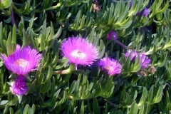 carpobrotus