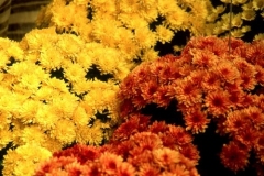 chrysanthemum-g
