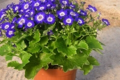 cineraria