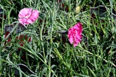 dianthus-cheddar-pink