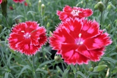 dianthus-strawberry-sorbet