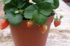 fragaria