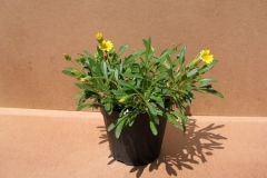 gazania-marittima