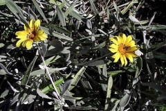 gazania-tapezzante