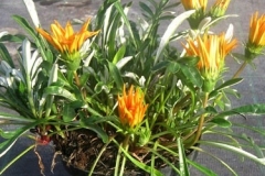 gazania