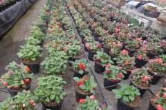 impatiens