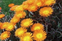 lampranthus-orange