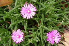 lampranthus-rosa