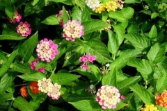 lantana-camara-m