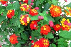 lantana-camara