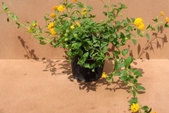 lantana-sellowiana