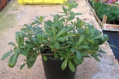 pittosporum