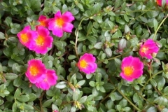 portulaca-selby