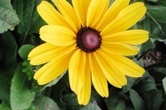 rudbeckia-hirta-indian-sum