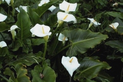 zantedeschia-aethiopica-c