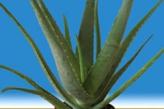 aloe-vera