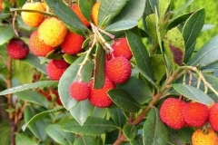 arbutus-unedo