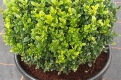 buxus