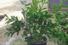 callistemon