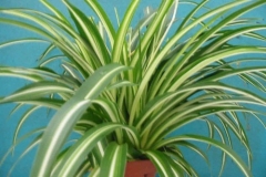 chlorophytum_