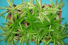 chlorophytum_mengtray