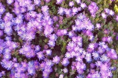 drosanthemum-floribundum-b