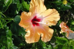 hibiscus-syriacus-g