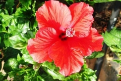 hibiscus-syriacus-r