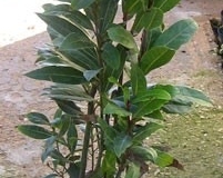 laurus-nobilis