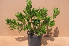 pitosporum