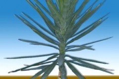 yucca